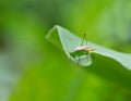 A green grasshopper looks into a green abyss