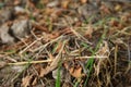 European mantis religiosa sitting on grass . European Mantis clinging to a stalk of grass . The green grasshopper looks at the