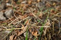 European mantis religiosa sitting on grass . European Mantis clinging to a stalk of grass . The green grasshopper looks at the