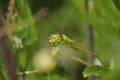 Green grasshopper lurked in forest grass. Wildlife, insects, macro, fauna, flora, background, wallpaper, nature Royalty Free Stock Photo