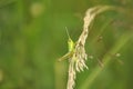 Green grasshopper lurked in forest grass. Wildlife, insects, macro, fauna, flora, background, wallpaper, nature Royalty Free Stock Photo