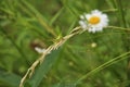 Green grasshopper lurked in forest grass. Wildlife, insects, macro, fauna, flora, background, wallpaper, nature Royalty Free Stock Photo