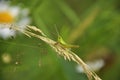 Green grasshopper lurked in forest grass. Wildlife, insects, macro, fauna, flora, background, wallpaper, nature Royalty Free Stock Photo