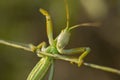 Green grasshopper macro incect summer close look