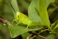 Green Grasshopper or Omocestus viridulus