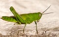 Green grasshopper organic garden pest