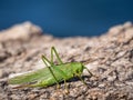 Green grasshopper over a rock Royalty Free Stock Photo