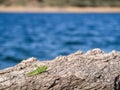 Green grasshopper over a rock Royalty Free Stock Photo