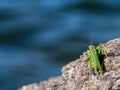 Green grasshopper over a rock Royalty Free Stock Photo
