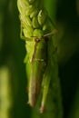 Green grasshopper on paddy rice