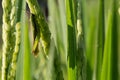 Green grasshopper on paddy rice