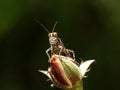 Green grasshopper perched atop a flower stem, its antennae and eyes wide open