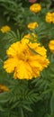 A green grasshopper perched on a blooming yellow flower.