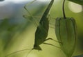 green grasshopper perched on ciplukan fruit