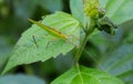 Green grasshopper perched on the green leaf. Royalty Free Stock Photo