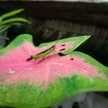 a green grasshopper perched on a pink leaf