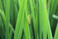 a green grasshopper perched on a rice leaf