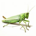 Hyper-realistic Grasshopper Drawing In Georgia O\'keeffe Style Royalty Free Stock Photo