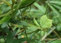 A green grasshopper that is perfectly camouflaged sits on a leaf in a grassy area