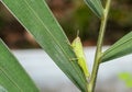 Green grasshopper pest animal arthropod wildlife  on palm leave in botany garden. insect jumper species hanger on plant. single bu Royalty Free Stock Photo