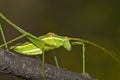 Green grasshopper ( phaneroptera falcata)