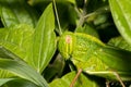 Green Grasshopper photographed showcasing its camouflage with the surrounding Foliage