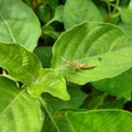 Green grasshopper on plant leaf in Kranji countryside Royalty Free Stock Photo