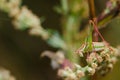 Green grasshopper posing for on flowers