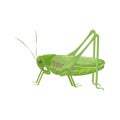 Green grasshopper in realistic style. Green locust, insect. Vector illustration isolated on white background Royalty Free Stock Photo