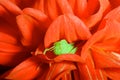 Green Grasshopper in Red Dahlia Royalty Free Stock Photo