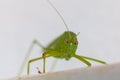 Green grasshopper with red eyes Royalty Free Stock Photo