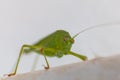 Green grasshopper with red eyes Royalty Free Stock Photo