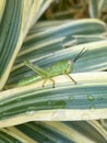 green grasshopper relaxing on a leaf Royalty Free Stock Photo