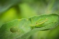 Green grasshopper resting on the leaves of grass