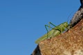 Green grasshopper resting on rock Royalty Free Stock Photo