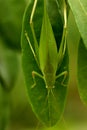 Green Grasshopper resting on Santalum album