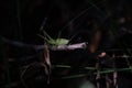 Green grasshopper resting on a twig in the dark undergrowth in forest.