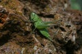 a green grasshopper on the rock Royalty Free Stock Photo