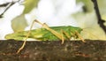 Green grasshopper sat on a tree branch. A large, interesting insect whose eyes are very visible