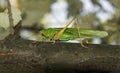 Green grasshopper sat on a tree branch. A large, interesting insect whose eyes are very visible