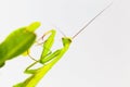 Green grasshopper, side view, hanging on the Crown of thorns tree.