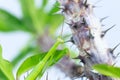 Green grasshopper, side view, hanging on the Crown of thorns tree branch,