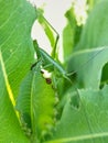 Green grasshopper, side view Royalty Free Stock Photo