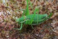 Grasshopper sitting on colorful flowers Royalty Free Stock Photo