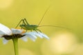 a green grasshopper sits on a daisy and heats up