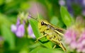 A green grasshopper sits on a flower in the garden Royalty Free Stock Photo