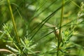 The green grasshopper sits on a grass. Royalty Free Stock Photo