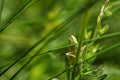 The green grasshopper sits on a grass. Royalty Free Stock Photo