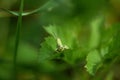 The green grasshopper sits on a grass 5. Royalty Free Stock Photo