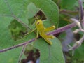 The green grasshopper sits on a leaf after eating the leaf. Beautiful green grasshopper. Royalty Free Stock Photo